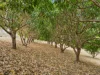 1270 Brisbane Valley Highway, Fernvale, Qld 4306-Image