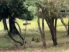 1276 Pinnacle Road, Orange, NSW 2800-Image