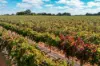 129 Evans Road, Barmera SA 5345-Image