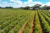 129 Evans Road, Barmera SA 5345-Image
