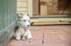 129 View Street, Annandale, NSW 2038-Image