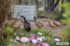 13, 465 Tallarook-Pyalong Road, Tallarook, Vic 3659-Image