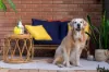 13 Bourbon Street, Hamilton Hill, WA 6163-Image