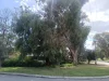 13 Buckle Street, Balcatta, WA 6021-Image
