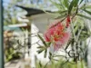 13 Cathcart Street, Deception Bay, Qld 4508-Image