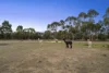 13 Lomandra Drive, Teesdale, Vic 3328-Image