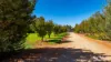 13 Mancini Drive, Lake Wyangan, NSW 2680-Image