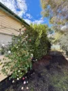 13 Nelson St, Coonabarabran, NSW 2357-Image