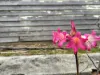 13 Newman Street, St Marys, Tas 7215-Image