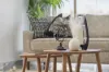 13 Niger Place, Beechboro WA 6063-Image