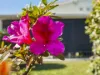 13 Orchid Street, Bellara, Qld 4507-Image