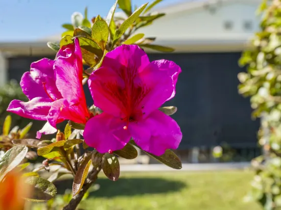 13 Orchid Street, Bellara, Qld 4507-Image