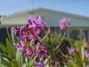 13 Orchid Street, Bellara, Qld 4507-Image
