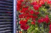 13 Sarah Ann Crescent, Warnbro, WA 6169-Image