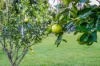 13 Strawberry Road, Beerwah, Qld 4519-Image