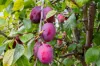 13 Sturt Close, Kingston, Tas 7050-Image