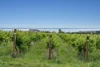 13 Suffolk Street, Curlewis, Vic 3222-Image