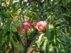 13 Tootonga Street, Chigwell, Tas 7011-Image