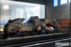 13 Tortoise Street, Alkimos, WA 6038-Image