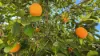 13 Yaralla Street, Maryborough, Qld 4650-Image