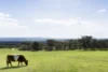 130 Hyslops Road, Boneo, Vic 3939-Image