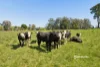 1304 Castra Road, Sprent, Tas 7315-Image
