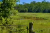131 Old Goomboorian Road, Veteran, Qld 4570-Image