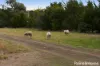13150 Tasman Highway, Swansea, Tas 7190-Image