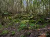 132 Roberts Road, Kaoota, Tas 7150-Image