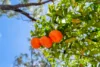 133 Cedar Park Road, Koah, Qld 4881-Image