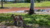 1344 Greenridge Pinbarren Road, Pinbarren, Qld 4568-Image