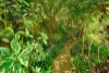1354 Pine Creek - Yarrabah Road, East Trinity, Qld 4871-Image
