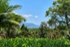1354 Pine Creek - Yarrabah Road, East Trinity, Qld 4871-Image