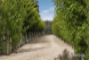 135A Giacomettis Lane, Coomoora, Vic 3461-Image