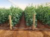 137 & 138 North River Road, Carnarvon WA 6701-Image