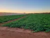 137 & 138 North River Road, Carnarvon WA 6701-Image