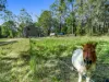 137 Gahans Road, Bagotville, NSW 2477-Image