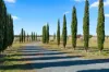 137 Leahys Lane, Lake Bathurst NSW 2580-Image