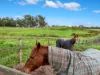 1370 Baxter-Tooradin Road, Cannons Creek, Vic 3977-Image
