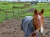 1370 Baxter-Tooradin Road, Cannons Creek, Vic 3977-Image