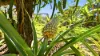 138 Seelands Hall Road, Seelands, NSW 2460-Image