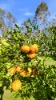 138 Seelands Hall Road, Seelands, NSW 2460-Image