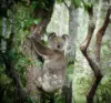 138 Seelands Hall Road, Seelands, NSW 2460-Image