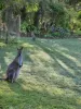 138 Seelands Hall Road, Seelands, NSW 2460-Image
