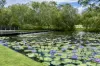 14 Balmoral Place, Forest Lake, Qld 4078-Image