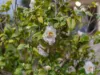 14 Dundonald Road, Hamlyn Terrace, NSW 2259-Image