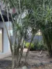 14 Fortuna Place, Parkwood, Qld 4214-Image