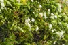 14 Fouche Avenue, Old Beach, Tas 7017-Image