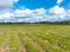 14 Lillypilly Place, The Palms, Qld 4570-Image