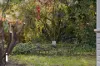 14 MacArthur Avenue, O'Connor, ACT 2602-Image
